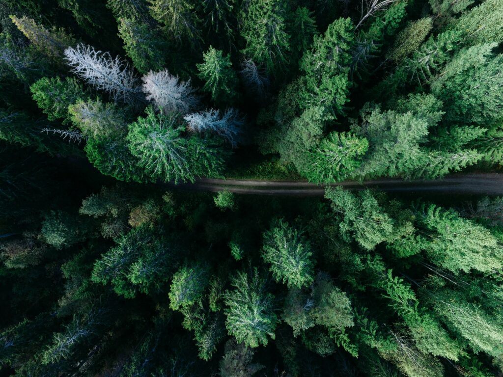 Svensk fyrretræs skov set fra oven